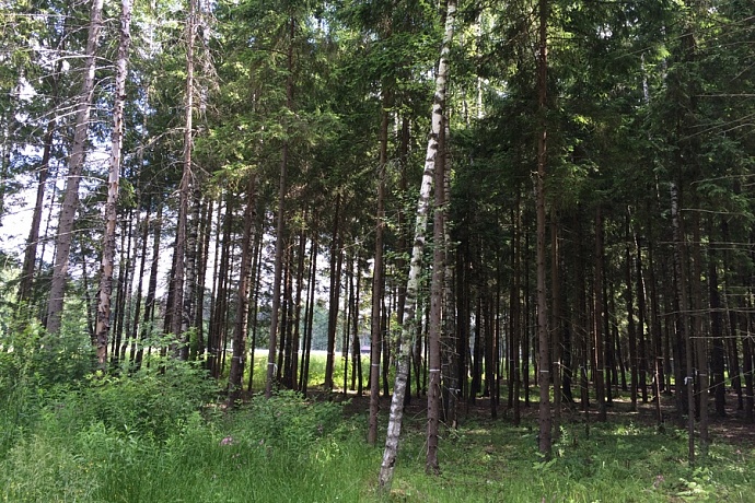 Коттеджный посёлок Звенигородский лес