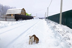 Коттеджный посёлок Дятлово