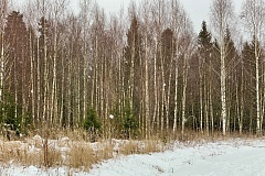 Коттеджный посёлок Дмитровское полесье